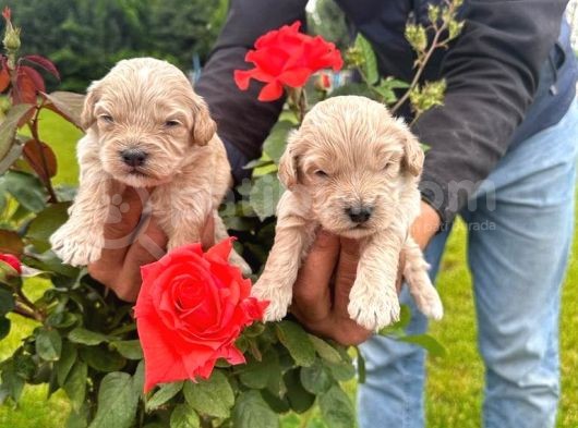 Di̇zayn Irk Malti̇poo Bebekler görsel