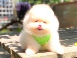 Süper Kali̇te Pomerani̇an Boo Yavrulari