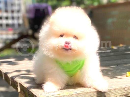 Süper Kali̇te Pomerani̇an Boo Yavrulari görsel