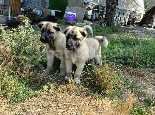 Mükemmel Kalite Kangal Yavrular görsel