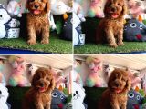 Red Brown Toy Poodle Bebekleri̇mi̇z Geldi̇