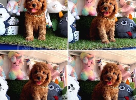 Red Brown Toy Poodle Bebekleri̇mi̇z Geldi̇ görsel