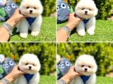 Show Kalite Pomeranian Boo Yavrular