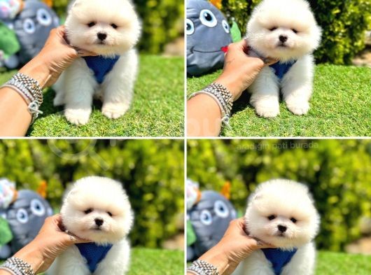 Show Kalite Pomeranian Boo Yavrular