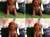 Red Brown Toy Poodle Yavrularimizi Kaçirmayin
