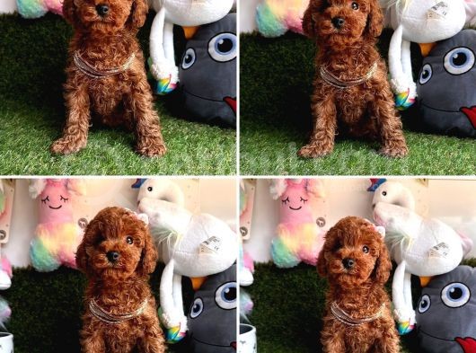 Red Brown Toy Poodle Yavrularimizi Kaçirmayin görsel