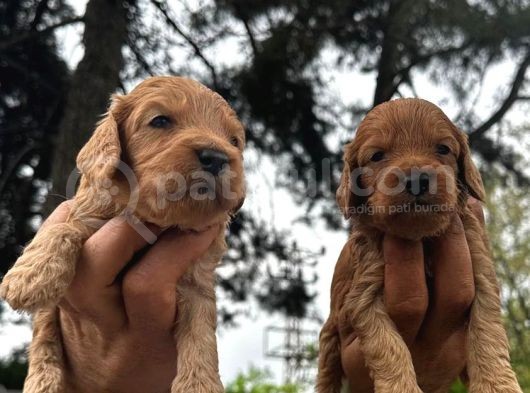 Malti̇poo Yavrular görsel