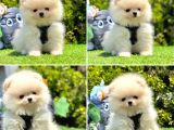 Pomerani̇an Boo Bebekleri̇mi̇z Gelmi̇şti̇r