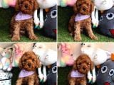 Red Brown Toy Poodle Bebekleri̇mi̇z Geldi̇