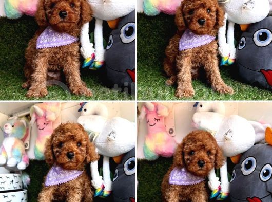 Red Brown Toy Poodle Bebekleri̇mi̇z Geldi̇ görsel