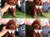 Red Brown Toy Poodle Bebekleri̇mi̇z Geldi̇