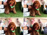 Red Brown Toy Poodle Yavrularimizi Kaçirmayin