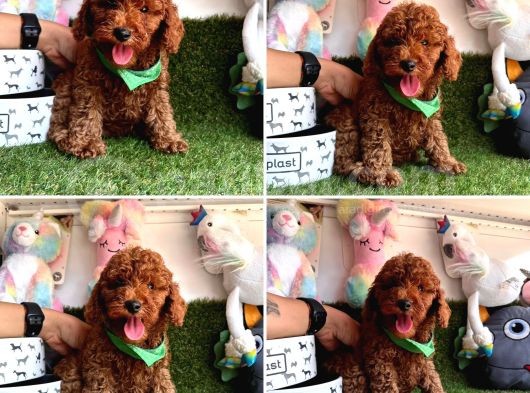 Red Brown Toy Poodle Yavrularimizi Kaçirmayin görsel