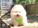 Süper Kali̇te Pomerani̇an Boo Yavrulari