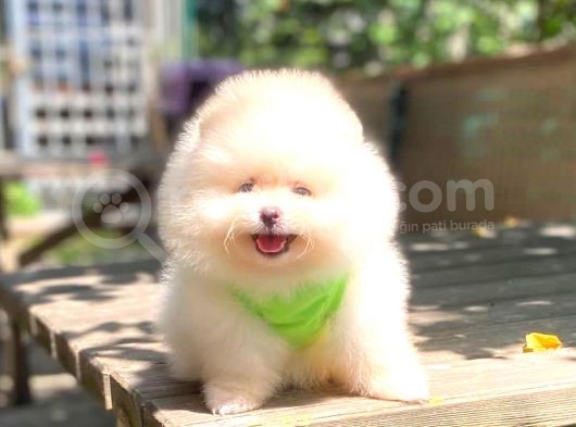 Süper Kali̇te Pomerani̇an Boo Yavrulari görsel