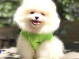 Süper Kali̇te Pomerani̇an Boo Yavrulari
