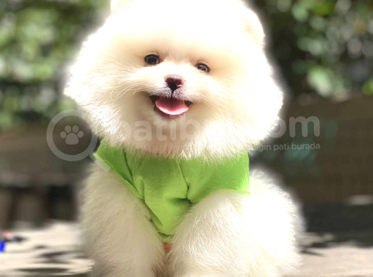 Süper Kali̇te Pomerani̇an Boo Yavrulari görsel