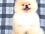 Orji̇nal Pomerani̇an Boo Bebeği̇mi̇z Geldi̇