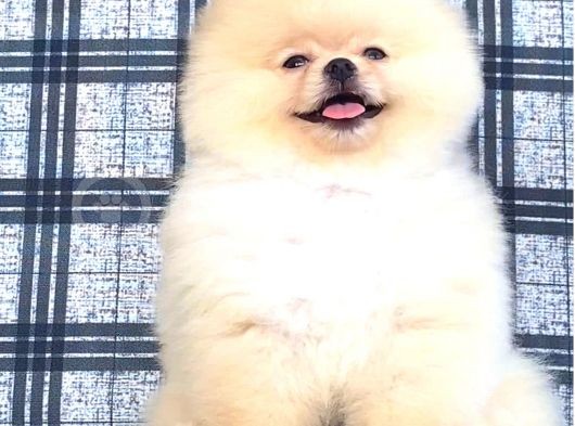 Orji̇nal Pomerani̇an Boo Bebeği̇mi̇z Geldi̇ görsel