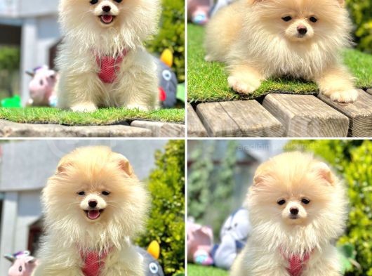 Pomerani̇an Boo Bebekleri̇mi̇z Gelmi̇şti̇r