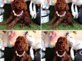 Red Brown Toy Poodle Yavrularimizi Kaçirmayin