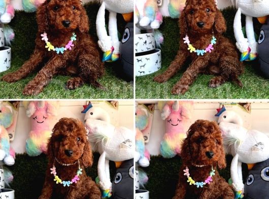 Red Brown Toy Poodle Yavrularimizi Kaçirmayin görsel
