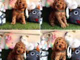 Red Brown Toy Poodle Yavrularimizi Kaçirmayin