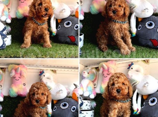 Red Brown Toy Poodle Yavrularimizi Kaçirmayin görsel