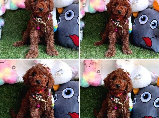 Red Brown Toy Poodle Yavrularimizi Kaçirmayin
