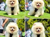 Pomerani̇an Boo Bebekleri̇mi̇z Gelmi̇şti̇r
