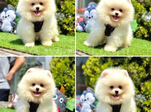 Pomerani̇an Boo Bebekleri̇mi̇z Gelmi̇şti̇r görsel