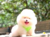 SÜPER KALİTE POMERANİAN BOO YAVRULARI