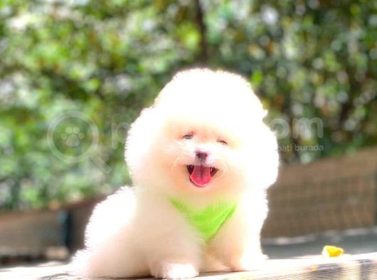 Süper Kali̇te Pomerani̇an Boo Yavrulari