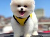 Teacup Pomeranian BOO yavrumuz