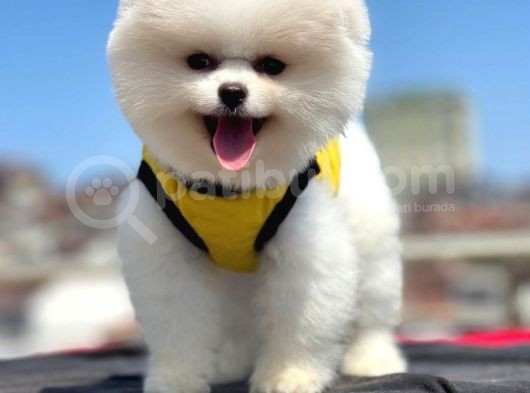 Teacup Pomeranian Boo Yavrumuz