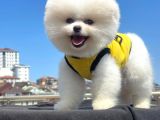 Teacup Pomeranian Boo Yavrumuz
