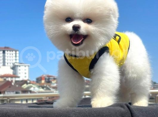 Teacup Pomeranian Boo Yavrumuz görsel
