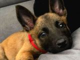 K9 Belçika Malinois Yavrularımız