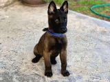 K9 Belçika Malinois Yavrularımız