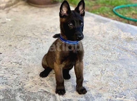 K9 Belçika Malinois Yavrularımız
