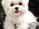 A Kalite Maltese Terrier Yavrularımız