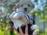 Evinizin Neşesi Maltipoo Yavrular