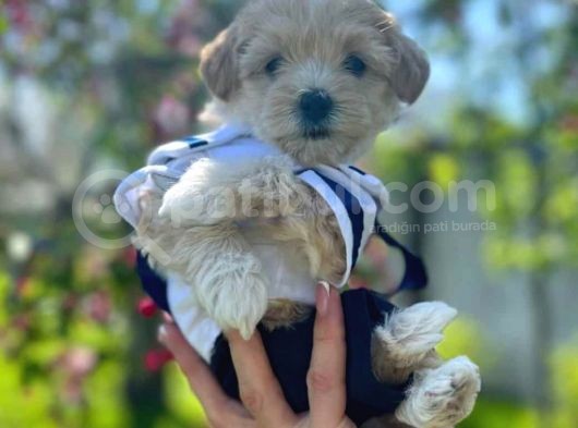 Evinizin Neşesi Maltipoo Yavrular görsel