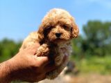 Ufak Boy Maltipoo Erkek Ve Dişi Yavrular
