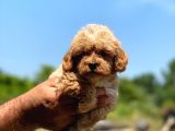 Ufak Boy Maltipoo Erkek Ve Dişi Yavrular