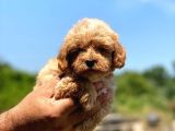 Ufak boy Maltipoo erkek ve dişi yavrular