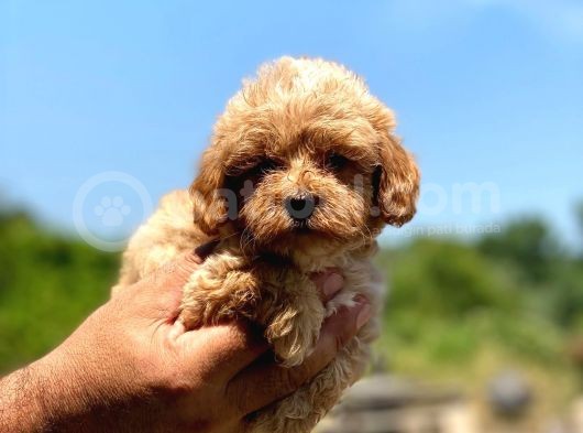 Ufak Boy Maltipoo Erkek Ve Dişi Yavrular