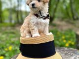 Evinizin neşesi Maltipoo yavrular