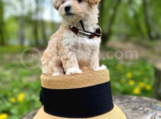 Evinizin Neşesi Maltipoo Yavrular