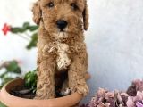 Safkan Red brown  poodle Yavrularımız